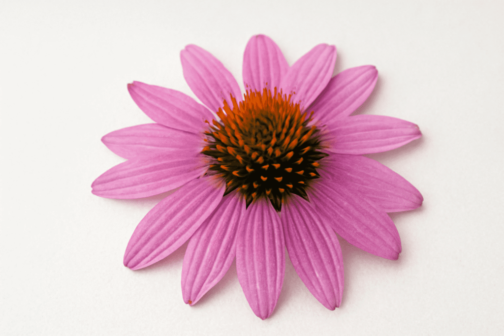 Echinacea