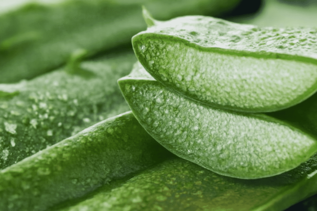 aloe vera
